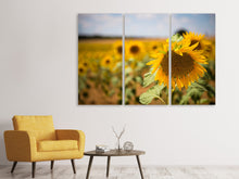Lade das Bild in den Galerie-Viewer, Leinwandbild 3-teilig Eine Sonnenblume im Feld