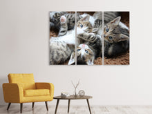 Lade das Bild in den Galerie-Viewer, Leinwandbild 3-teilig Viele Katzenbabys
