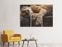 Lade das Bild in den Galerie-Viewer, Leinwandbild 3-teilig Schlafende Katze
