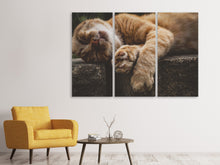 Lade das Bild in den Galerie-Viewer, Leinwandbild 3-teilig Schlafende Katze
