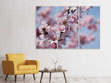 Lade das Bild in den Galerie-Viewer, Leinwandbild 3-teilig Japanische Zierkirsche Close up