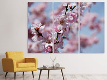 Lade das Bild in den Galerie-Viewer, Leinwandbild 3-teilig Japanische Zierkirsche Close up
