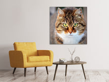 Lade das Bild in den Galerie-Viewer, Leinwandbild Tiger Katze