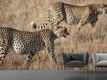 Lade das Bild in den Galerie-Viewer, Fototapete 2 Leoparden
