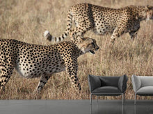 Lade das Bild in den Galerie-Viewer, Fototapete 2 Leoparden