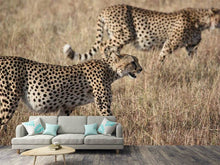 Lade das Bild in den Galerie-Viewer, Fototapete 2 Leoparden