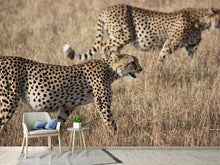 Lade das Bild in den Galerie-Viewer, Fototapete 2 Leoparden