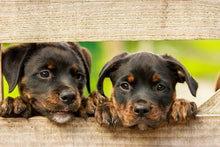 Lade das Bild in den Galerie-Viewer, Fototapete 2 Rottweiler Welpen