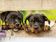 Lade das Bild in den Galerie-Viewer, Fototapete 2 Rottweiler Welpen