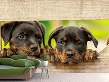 Lade das Bild in den Galerie-Viewer, Fototapete 2 Rottweiler Welpen