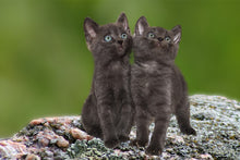 Lade das Bild in den Galerie-Viewer, Fototapete 2 schwarze Katzenbabys