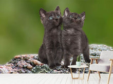 Lade das Bild in den Galerie-Viewer, Fototapete 2 schwarze Katzenbabys