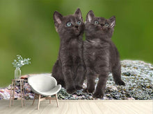 Lade das Bild in den Galerie-Viewer, Fototapete 2 schwarze Katzenbabys