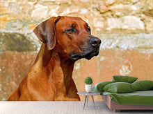 Lade das Bild in den Galerie-Viewer, Fototapete Wachsamer Rhodesian Ridgeback