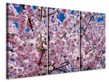 Lade das Bild in den Galerie-Viewer, Leinwandbild 3-teilig Die Japanische Zierkirsche