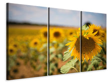 Lade das Bild in den Galerie-Viewer, Leinwandbild 3-teilig Eine Sonnenblume im Feld