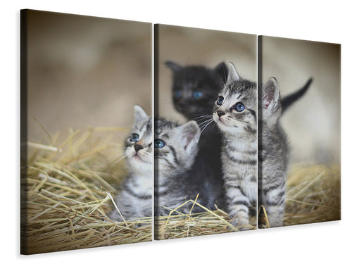 Leinwandbild 3-teilig Kitten Trio