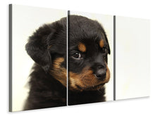 Lade das Bild in den Galerie-Viewer, Leinwandbild 3-teilig Rottweiler Welpe zum Verlieben
