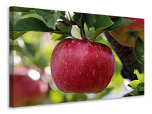 Lade das Bild in den Galerie-Viewer, Leinwandbild Apfel in XXL