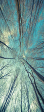 Lade das Bild in den Galerie-Viewer, Türtapete Wald Türposter   selbstklebend Natur Sonne Licht Winter Frost Eis
