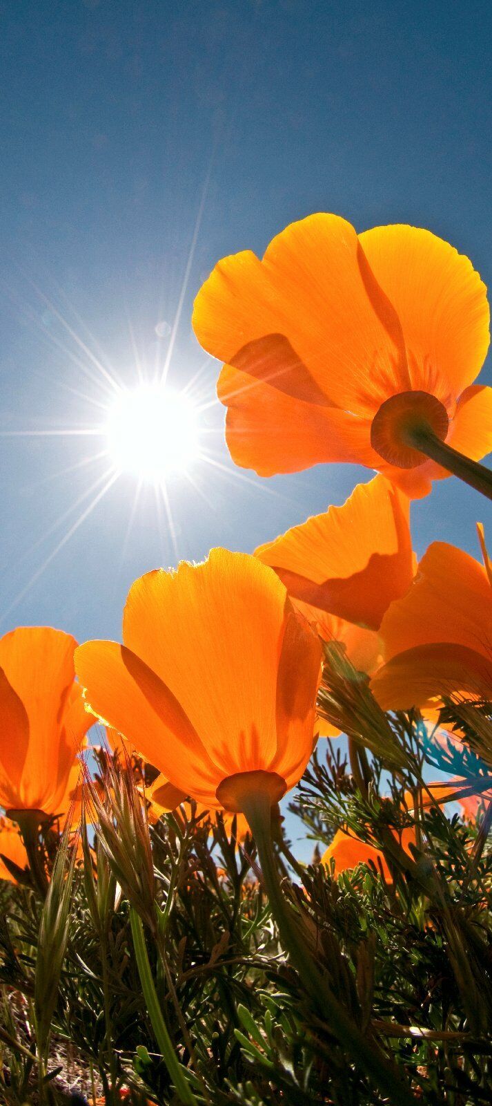 Türtapete Mohn Türposter   selbstklebend Blume Blüte Natur Gelb Sonne