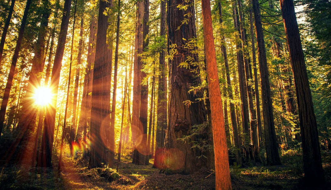 Wandbild Wald Fototapete Poster Natur Stamm Äste Sonnenuntergang  Licht  WA320LI