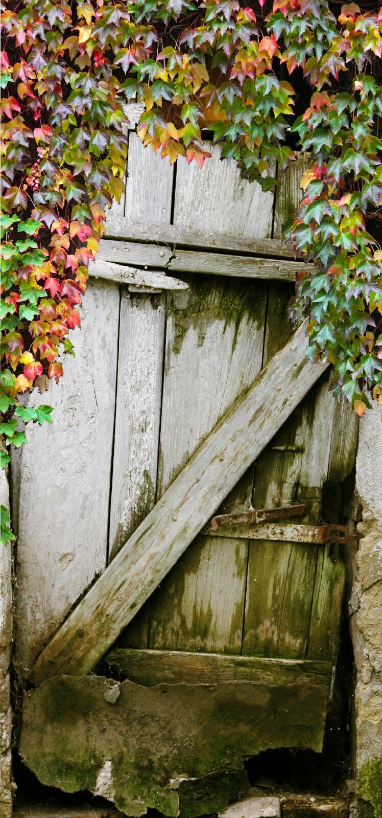 Türtapete Eingang Türposter 100x200cm 100x200cm selbstklebend Schäune Holz Blätter Wein Tor 949