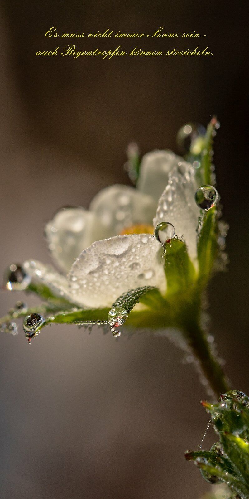 Türtapete Blüte Türposter   selbstklebend Regen Tropfen Zitat Pflanze Natur