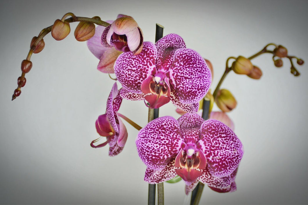Wandbild OrchideeFototapete Poster XXL Blüte Blume Weiß Violett Natur WA105LI