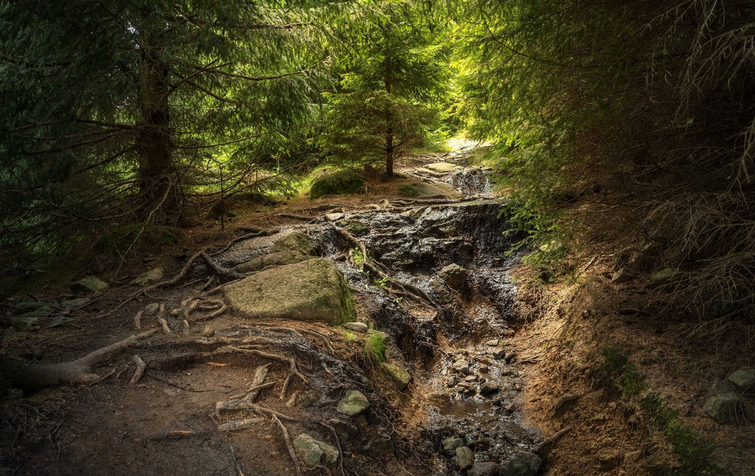 Wandbild WALD Fototapete Poster XXL Harz Brocken Natur Landschaft WA91LI