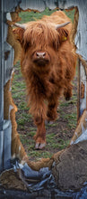 Lade das Bild in den Galerie-Viewer, Türposter Kuh Rind Vieh Highland Tapete selbstklebend  200x90cm 9022
