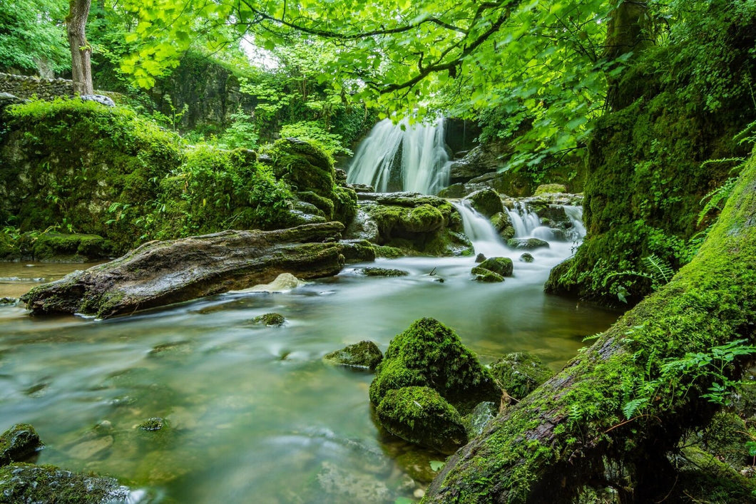 Wandbild BACH Fototapete Poster XL Tapete Wasser Natur Rinde Holz WA69