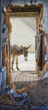 Lade das Bild in den Galerie-Viewer, Türtapete Esel selbstklebend Türposter Natur Tier 1005-2
