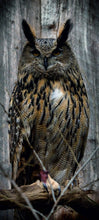 Lade das Bild in den Galerie-Viewer, Türtapete Eule selbstklebend Türposter Natur Vogel Tier Uhu 1001-2
