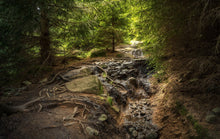 Lade das Bild in den Galerie-Viewer, Wandbild WALD Fototapete Poster XXL Harz Brocken Natur Landschaft WA91
