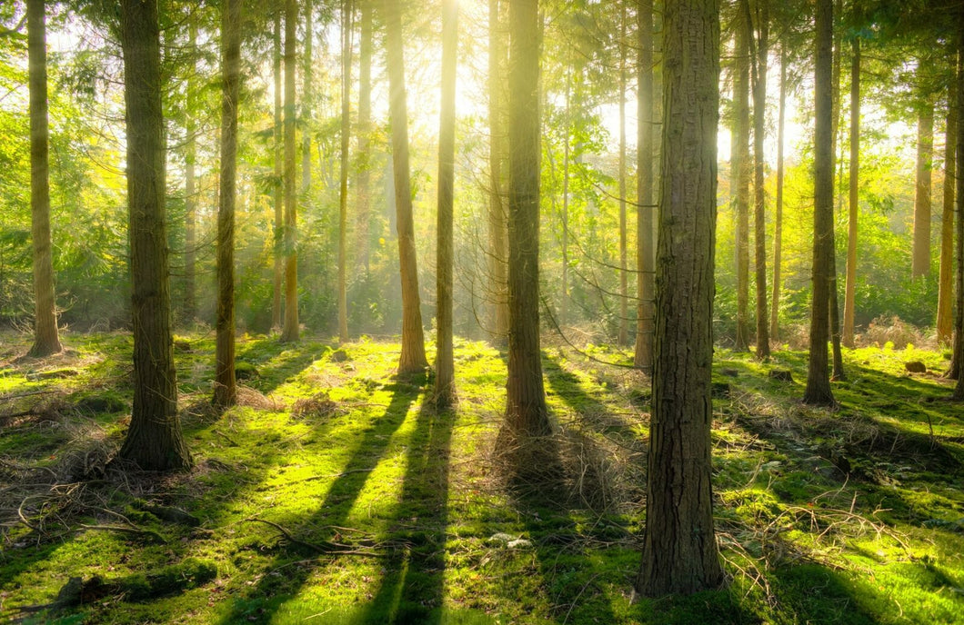 Wandbild WALD Fototapete Poster XL Tapete Licht Schatten Baum Natur WA68LI