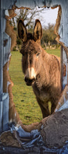 Lade das Bild in den Galerie-Viewer, Türtapete Esel selbstklebend Türposter Natur Tier 1003-2
