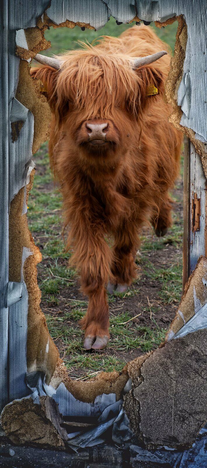 Türposter Kuh Rind Vieh Highland Tapete selbstklebend  200x90cm 9013