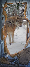 Lade das Bild in den Galerie-Viewer, Türposter Wolf Raubtier Eurasisch  Tapete selbstklebend  200x90cm 9019
