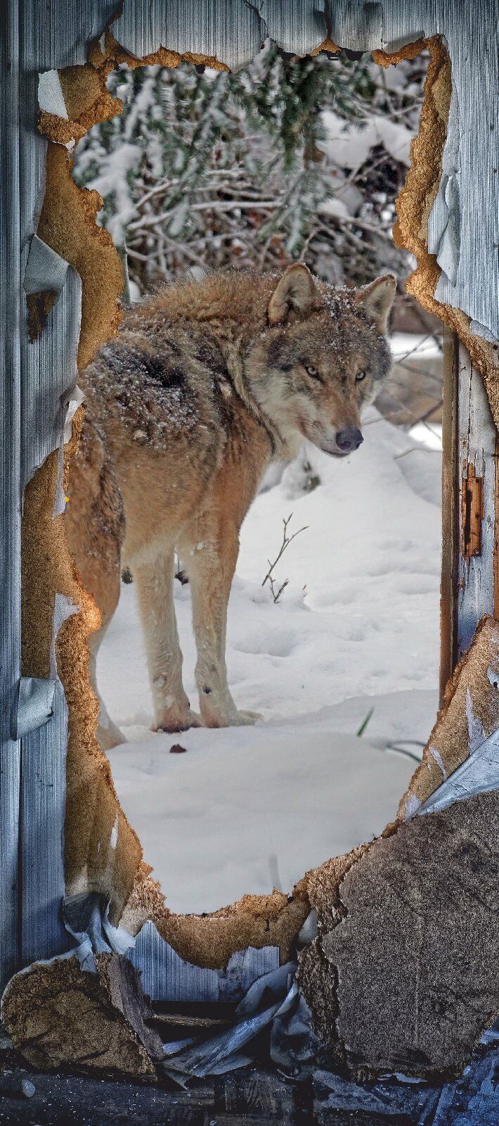 Türposter Wolf Raubtier Eurasisch  Tapete selbstklebend  200x90cm 9019