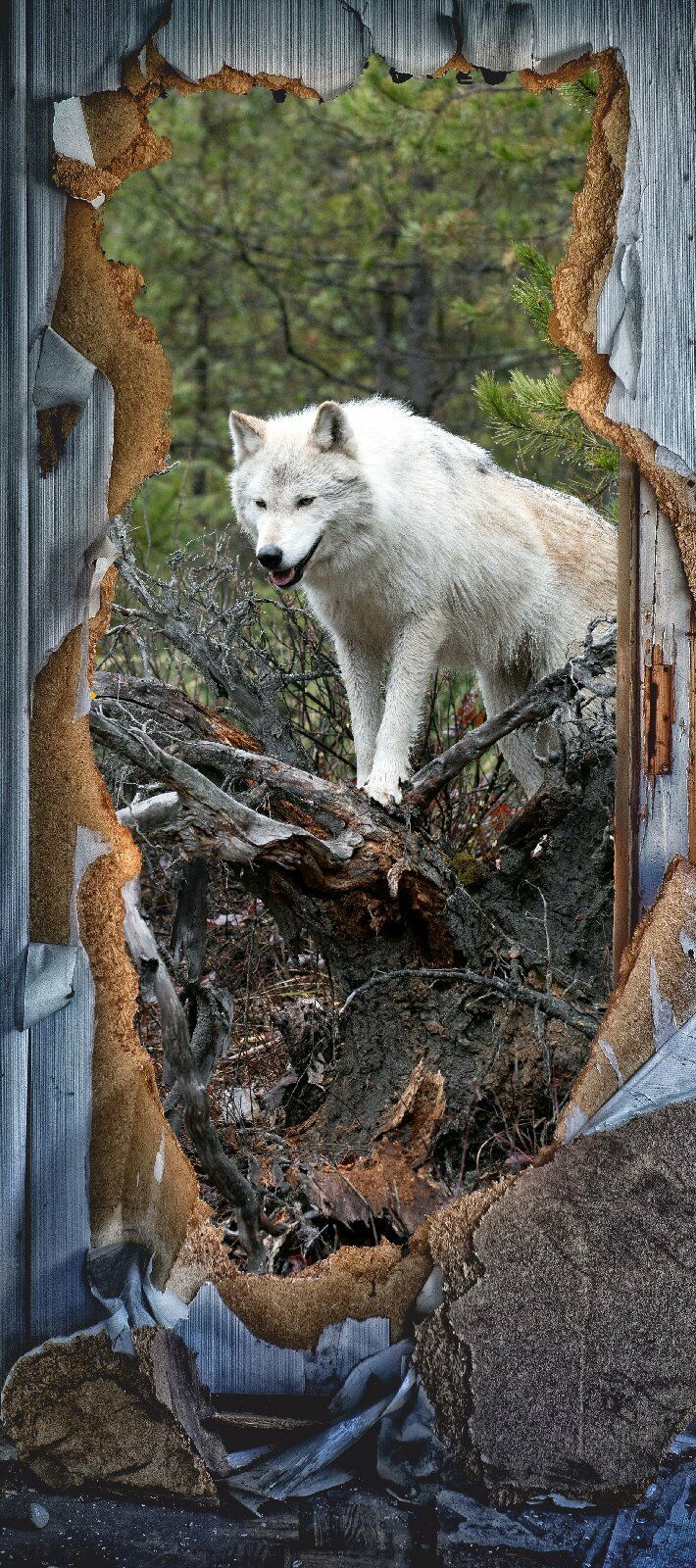 Türposter Wolf Raubtier Eurasisch  Tapete selbstklebend  200x90cm 9020