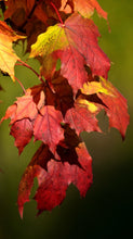 Lade das Bild in den Galerie-Viewer, Türtapete Blätter Türposter   selbstklebend Ahorn Laub Bunt Herbst
