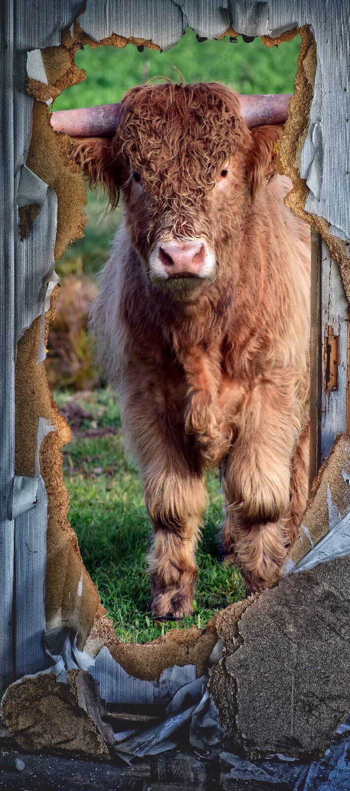 Türposter Kuh Rind Vieh Highland Tapete selbstklebend  200x90cm 9022