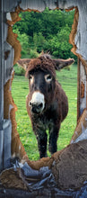 Lade das Bild in den Galerie-Viewer, Türposter selbstklebend Türtapete Esel  Tier Natur 1007ES
