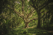 Lade das Bild in den Galerie-Viewer, Wandbild URWALD Fototapete Poster XL Tapete Baum Dschungel Natur WA67LI
