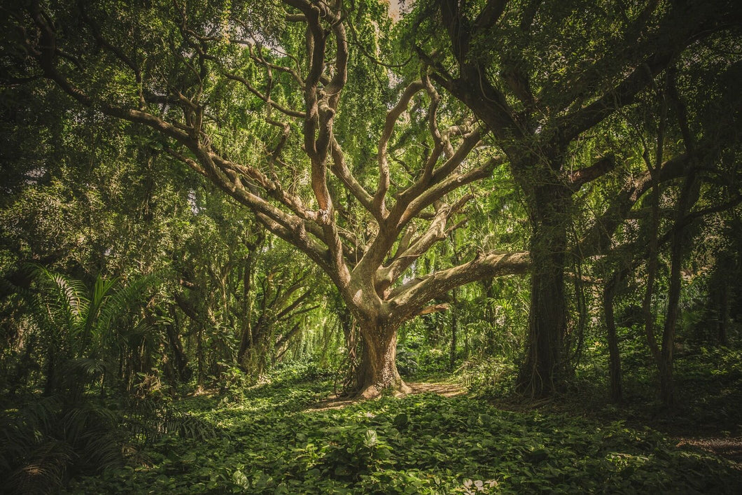 Wandbild URWALD Fototapete Poster XL Tapete Baum Dschungel Natur WA67LI