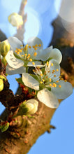 Lade das Bild in den Galerie-Viewer, Türtapete Blüte Türposter selbstklebend Natur Ast Baum Wellness 1019-LI
