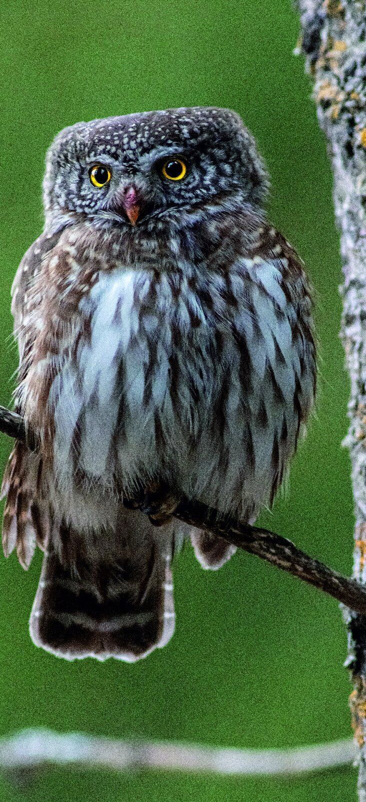 Türtapete Eule selbstklebend Türposter Natur Vogel Tier Kauz 1000-2