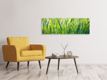 Lade das Bild in den Galerie-Viewer, Leinwandbild Panorama Gras mit Morgentau XL
