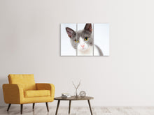 Lade das Bild in den Galerie-Viewer, Leinwandbild 3-teilig Edle Katze
